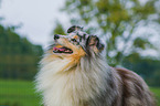 Shetland Sheepdog Portrait