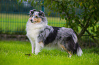 standing Shetland Sheepdog