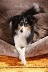 lying Sheltie