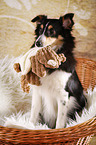 sitting Sheltie