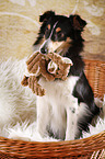 sitting Sheltie