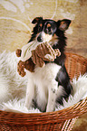 sitting Sheltie