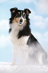 sitting Sheltie