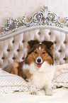 lying Sheltie