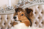 Sheltie Portrait