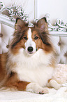 lying Sheltie