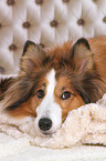 lying Sheltie