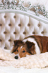 lying Sheltie