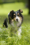 sitting Sheltie