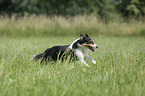 running Sheltie