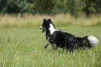 running Sheltie