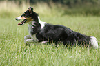 running Sheltie