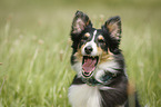 Sheltie Portrait