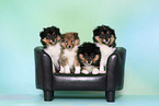 Sheltie Puppies