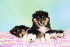 Sheltie Puppies