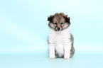 Shetland Sheepdog puppy