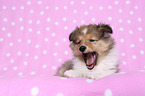 Shetland Sheepdog puppy