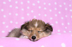 sleeping Shetland Sheepdog puppy
