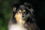 Sheltie Portrait