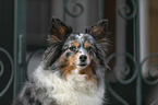 Sheltie Portrait