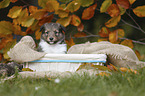 Sheltie Puppy portrait