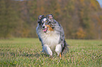 running Sheltie