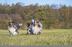 running Shelties