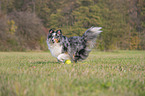 running Sheltie