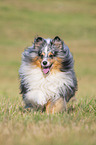 running Sheltie