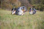 running Shelties