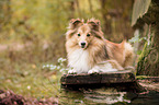 lying Sheltie