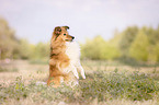 sitting Sheltie