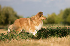 standing Sheltie