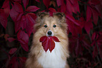 Sheltie portrait