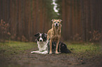 Sheltie with Mongrel