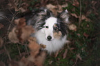 Sheltie portrait