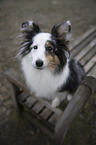 Sheltie