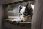 lying Sheltie