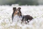 Sheltie