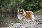 standing Sheltie