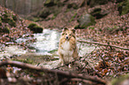 sitting Sheltie