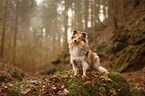 sitting Sheltie