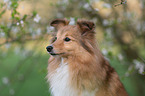 Sheltie Portrait