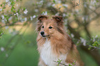 Sheltie Portrait