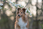 Sheltie Portrait