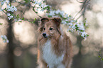 Sheltie Portrait