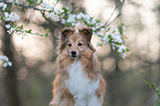 Sheltie Portrait