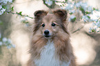 Sheltie Portrait