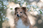 Sheltie Portrait