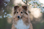 Sheltie Portrait